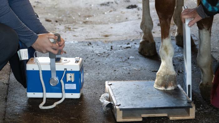 Tierärzte führen eine Röntgenuntersuchung an den Hufen eines Pferdes braunen Pferdes mit weißen Fesseln mit tragbarem Gerät durch.