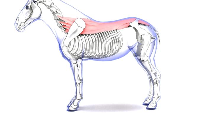 Eine anatomische Illustration eines Pferdes zeigt Skelett und Muskeln. Der Fokus liegt auf den Wirbelsäulenmuskeln, die rot hervorgehoben sind.