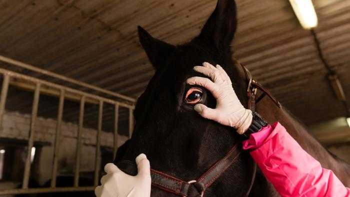 Eine Person untersucht das Auge eines schwarzen Pferdes in einem Stall. Sie trägt weiße Handschuhe und pinkfarbenen Kittel und hebt vorsichtig das Augenlid des Pferdes an.