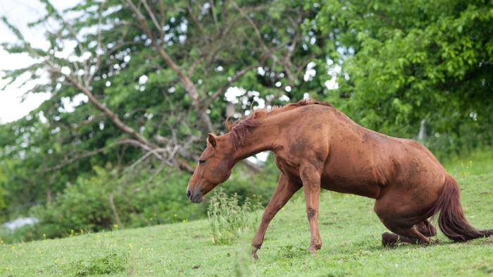 Ein braunes Pferd steht auf einer Wiese auf, nachdem es im Gras gelegen hat. Der Hintergrund zeigt grüne Bäume und Büsche.