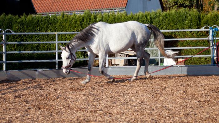 Ein weiß-graues Pferd wird an der Longe in einem umzäunten Reitplatz im Kreis geführt. Im Hintergrund sind Büsche und Häuser mit roten Dächern zu sehen.