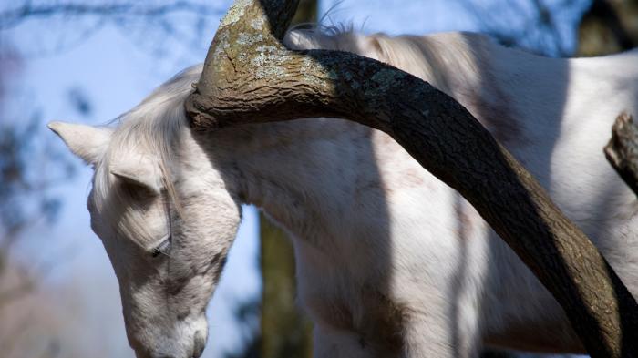 Ein weißes Pferd steht mit gesenktem Kopf und halbgeschlossenen Augen unter einem knochigen Ast und scheuert sich. Der Hintergrund zeigt unscharf blauen Himmel und Bäume. Das Licht und die Schatten der Äste fallen auf das Fell des Pferdes.