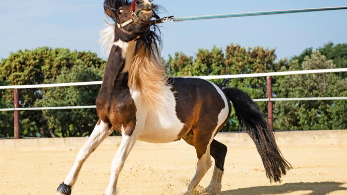 Ein geschecktes Pony zieht ruckartig an einer Longe in einem Sandplatz. Die Mähne weht im Wind, und im Hintergrund sind Bäume und ein Zaun zu sehen.