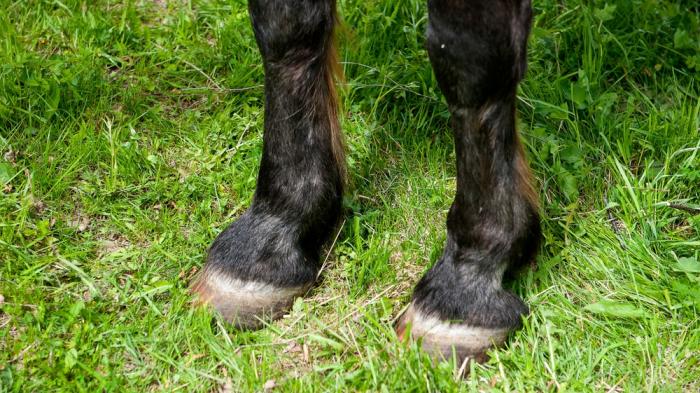 Zwei schwarze Pferdebeine mit Hufen stehen auf einer grünen Wiese, umgeben von Gras und kleinen Pflanzen.