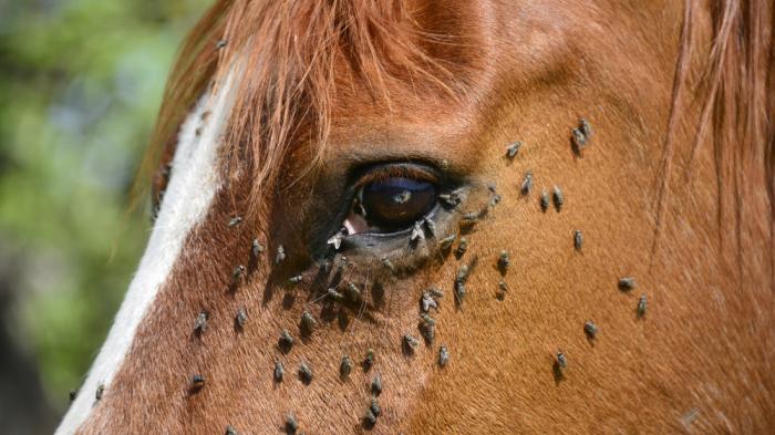 Brauner Pferdekopf mit weißer Blesse. An dem Auge des Pferdes sitzen ganz viele Fliegen 