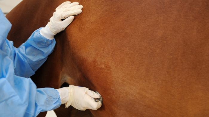 Ein Tierarzt in blauer Schutzkleidung und weißen Handschuhen untersucht ein brauens Pferd mit einem Stethoskop.