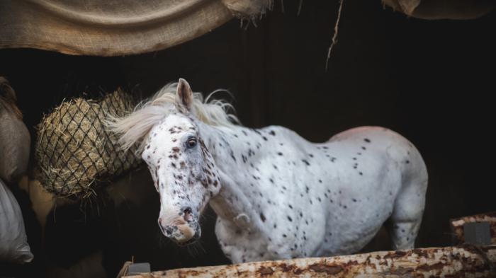 Ein weißes Pferd mit schwarzen Flecken steht in einem Stall. Man sieht  grobe Stoffplanen und ein Heunetz. Im Vorderbrund ist ein Baumstamm. 