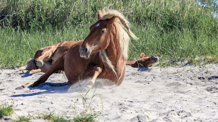 Zwei braune Pferde wälzen sich im Sand, eines sitzt aufrecht, das andere liegt entspannt auf der Seite, umgeben von hohem Gras.