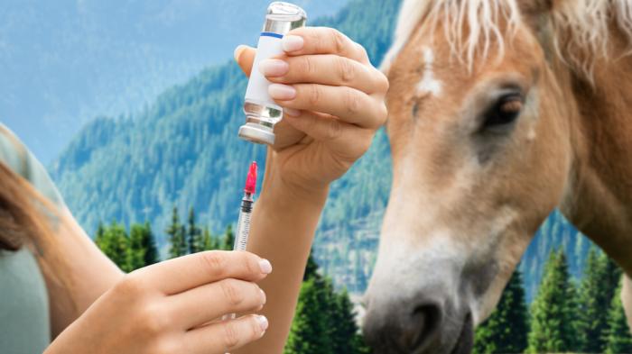 Eine Person zieht eine Flüssigkeit aus einem Fläschchen in eine Spritze auf, während ein hellbraunes Pferd mit heller Mähne im Freien in einer Berglandschaft steht.