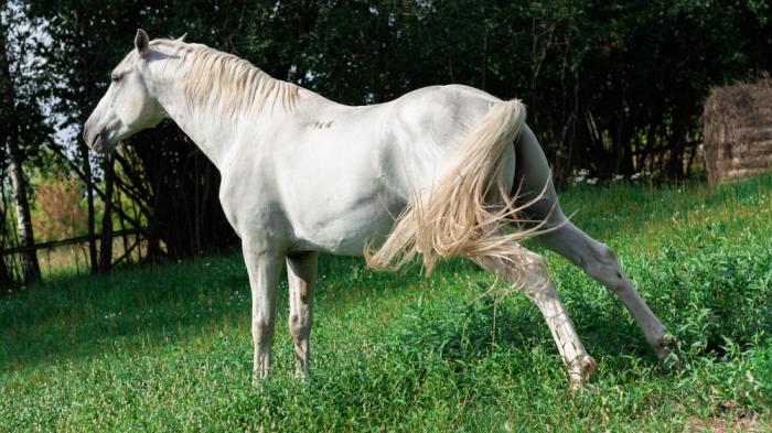 Ein weißes Pferd steht mit nachhinten gestreckten Beinen auf einer grünen Wiese, leicht seitlich gedreht, umgeben von Bäumen im Hintergrund.