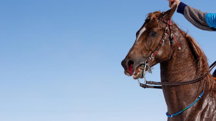 Ein braunes Pferd mit blutender Nase wird von einem Reiter mit erhobenem Stock geführt, vor einem klaren blauen Himmel.