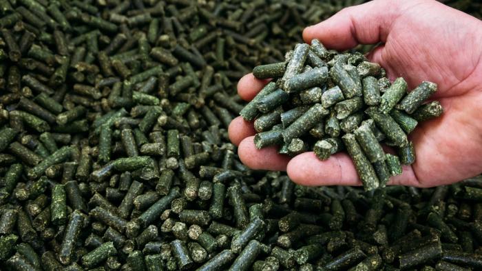 Eine Hand hält eine Portion grüner Futterpellets über einem großen Haufen derselben Pellets.