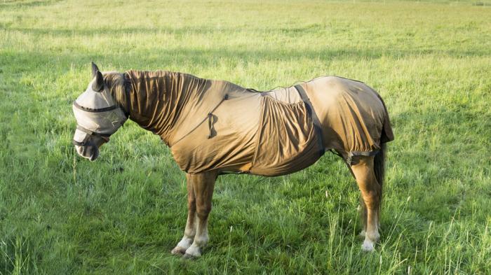 Ein Pferd steht auf einer grünen Wiese und trägt eine hell braune Decke sowie eine helle Fliegenmaske, die seinen Kopf und Körper schützt.