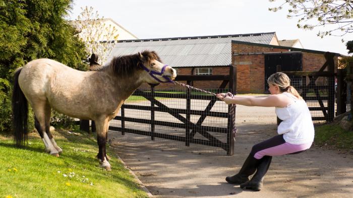 Eine Frau mit Zopf zieht an einem Seil, das an einem widerstrebenden Pony mit lila Halfter befestigt ist. Sie befinden sich neben einer Auffahrt mit einem Holztor.