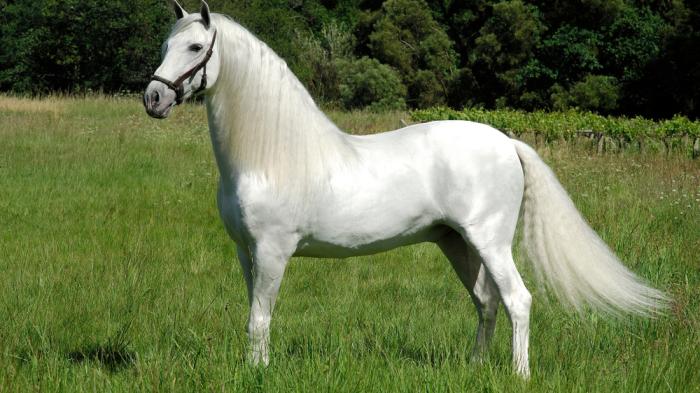 Ein weißes Pferd mit schwarzem Halfter und mit langer welliger Mähne und Schweif steht auf einer grünen Wiese, umgeben von Bäumen im Hintergrund.