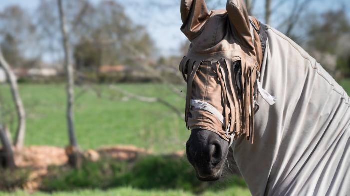 Ein Pferd trägt eine schützende Decke und eine Fliegenmaske mit Fransen, während es auf einer grünen Weide steht, Bäume sind im Hintergrund sichtbar.