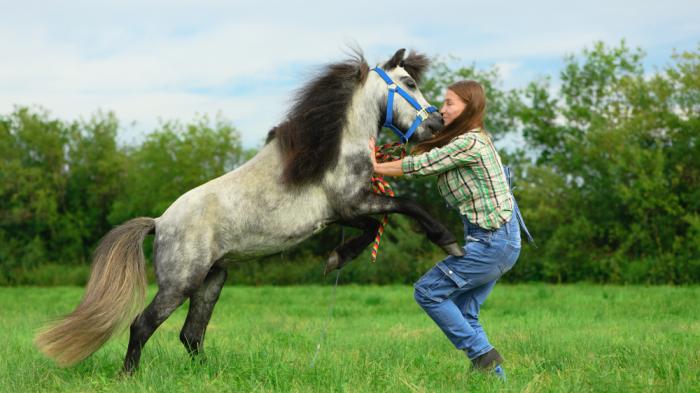Eine Frau mit karierter Bluse und Jeans hält ein steigendes Pony mit blauer Trense auf einer grünen Wiese fest, umgeben von Bäumen im Hintergrund.