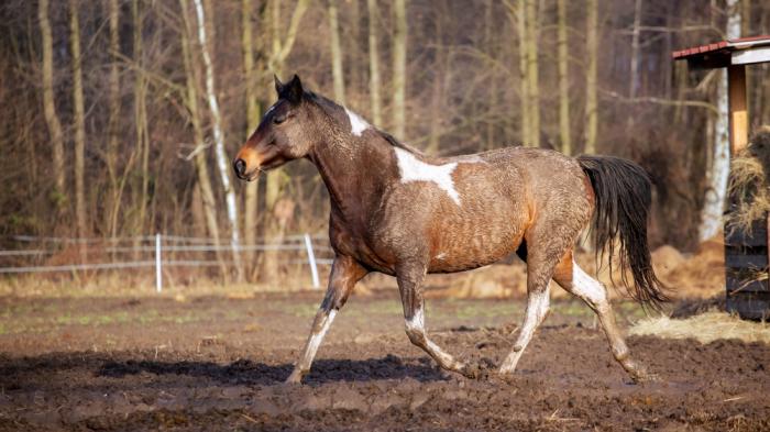 Ein braun-weiß geschecktes Pferd trabt durch einen matschigen Auslauf vor einem Wald mit kahlen Bäumen und einem Unterstand im Hintergrund.