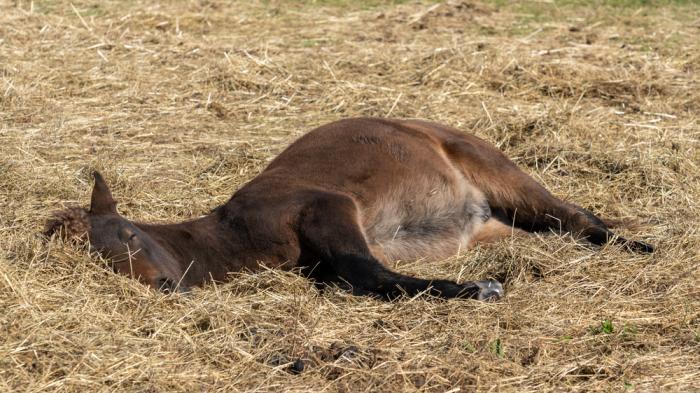 Ein braunes Fohlen liegt entspannt auf der Seite in trockenem Stroh auf einer Wiese und schläft