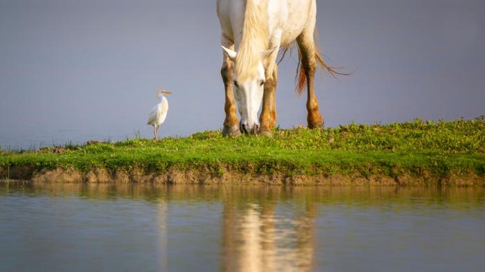 Ein weißes Pferd und ein weißer Vogel stehen am Ufer eines Sees auf einer grünen Wiese, beide spiegeln sich im ruhigen Wasser.