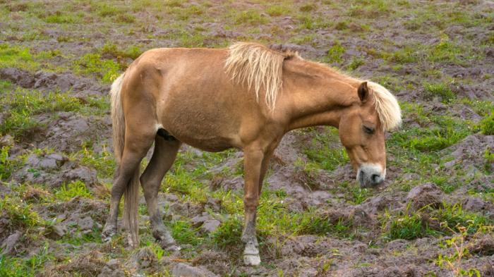 Ein braunes Pony mit heller Mähne steht auf einem unebenen, grasbewachsenen Berg oder Hügel