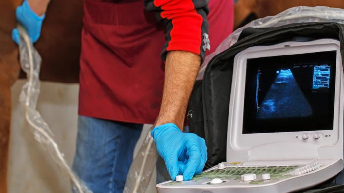 Ein Tierarzt führt bei einem Pferd eine Ultraschalluntersuchung durch. Er trägt blaue Handschuhe und ein totes Oberteil, während der Bildschirm das Bild zeigt.
