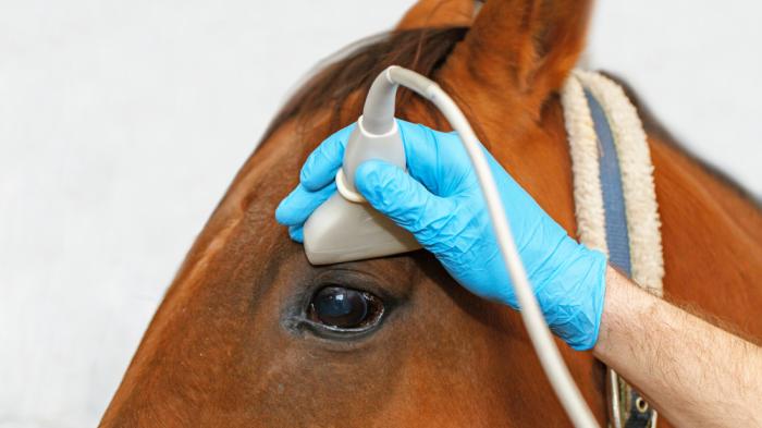 Ein Tierarzt mit blauen Handschuhen führt eine Ultraschalluntersuchung am Kopf eines braunen Pferdes durch.