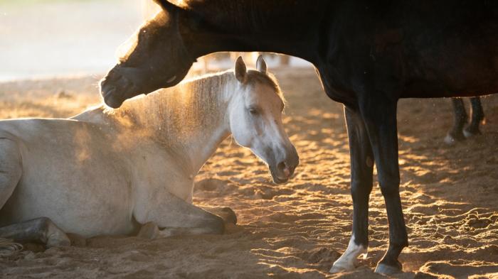 Ein weißes Pferd liegt im sandigen Boden, während ein dunkles Pferd davor steht und seinen Kopf zärtlich darüber beugt. Sonnenstrahlen durchdringen den Staub in der Luft.
