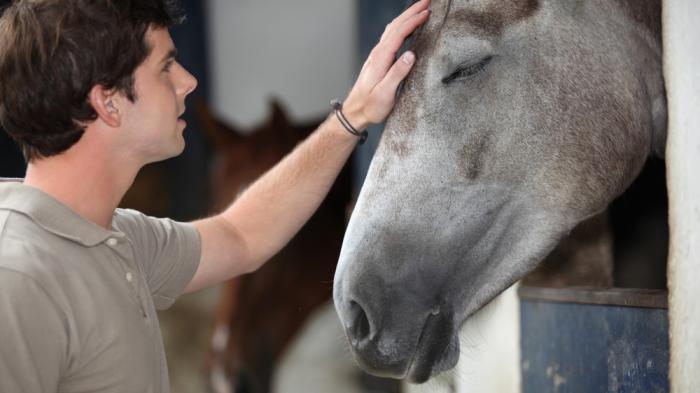 Ein Mann mit braunen Haaren streichelt sanft den Kopf eines grauen Pferdes, das entspannt in einer Stallbox steht, die Augen des Pferdes sind geschlossen.