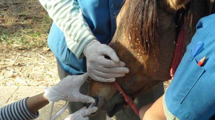 Tierärzte legen einem braunen Pferd mit rotem Halfter mit Handschuhen eine Magensonde durch die Nase, während das Pferd von Helfern gehalten wird.