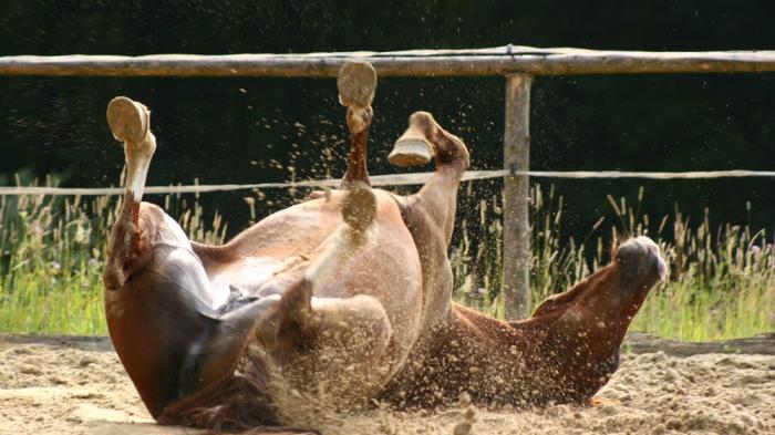 Ein braunes Pferd wälzt sich auf dem Rücken im Sandplatz, während Sand in die Luft spritzt. Ein Holzzaun und Vegetation sind im Hintergrund zu sehen.