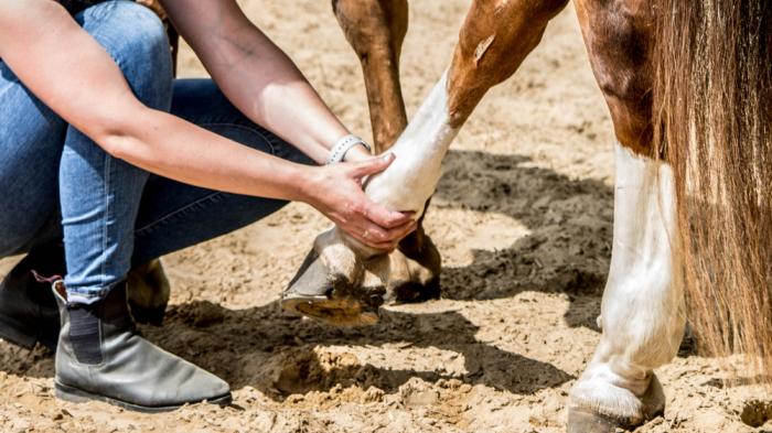 Eine Frau hält mit beiden Händen ein gestrecktes braun-weißes Vorderbein eines Pferdes, während sie auf sandigem Boden hockt.