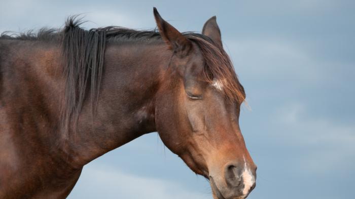 Ein braunes Pferd mit geschlossenen Augen und einer kleinen weißen Stelle am Maul steht entspannt vor einem bewölkten Himmel.