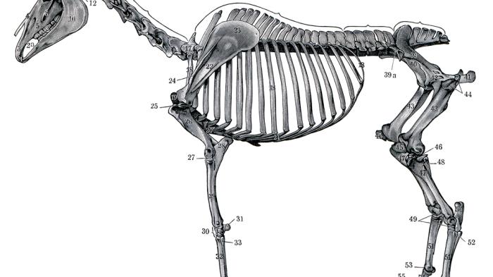 Eine detaillierte anatomische Zeichnung eines Pferdeskeletts von der Seite, mit nummerierten Knochen von Kopf bis Fuß.
