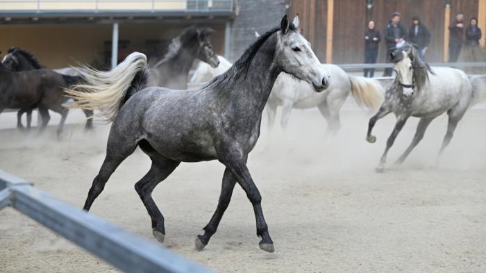 Mehrere Pferde galoppieren auf einem sandigen Platz. Ein graues Pferd im Vordergrund hat einen hoch erhobenen Schweif.