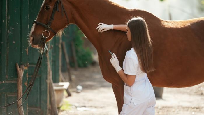Eine Tierärztin mit langen dunklen Haaren in weißem Kittel gibt einem braunen Pferd im Freien eine Injektion. Sie trägt weiße Handschuhe.