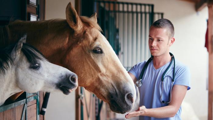 Ein Tierarzt steht bei einem großen braunen und einem kleinen weißen Pferde in einem Stall. Die Pferde stehen in eine Box. Er trägt ein blaues Oberteil und ein Stethoskop um den Hals und streckt die Hand zu einem der Pferde aus.