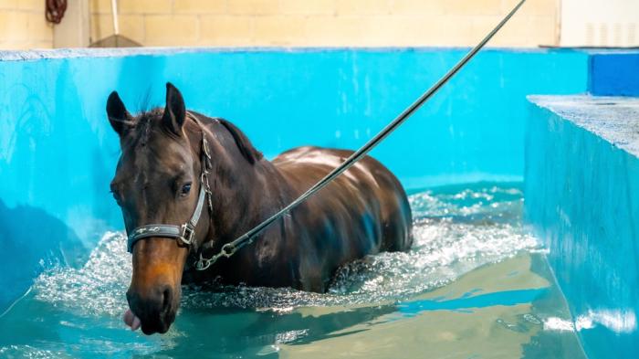 Ein braunes Pferd mit Halfter wird an einer Leine durch ein blaues Wasserbecken geführt