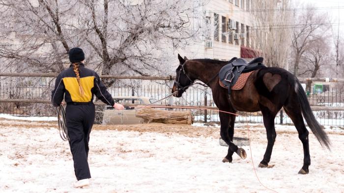 Eine Person im schwarz gelben Schneeanzug flongiert ein schwarzes Pferd mit Sattel im verschneiten Außenbereich, auf dessen Fell ein herzförmiges Muster rasiert ist.