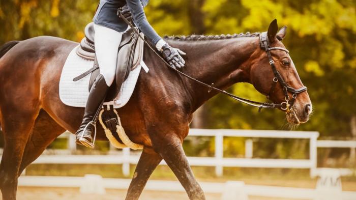 Ein Reiter sitzt auf einem braunen Pferd mit geflochtener Mähne und weißer Schabracke, die Hand des Reiters liegt seitlich am Hals des Pferde. Sie reiten in einer Reitbahn vor herbstlicher Kulisse.