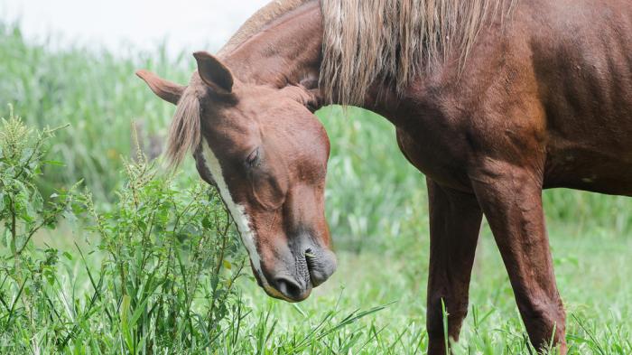 Ein braunes Pferd mit heller Blesse und welliger Mähne senkt den Kopf und frisst Gras auf einer grünen Wiese