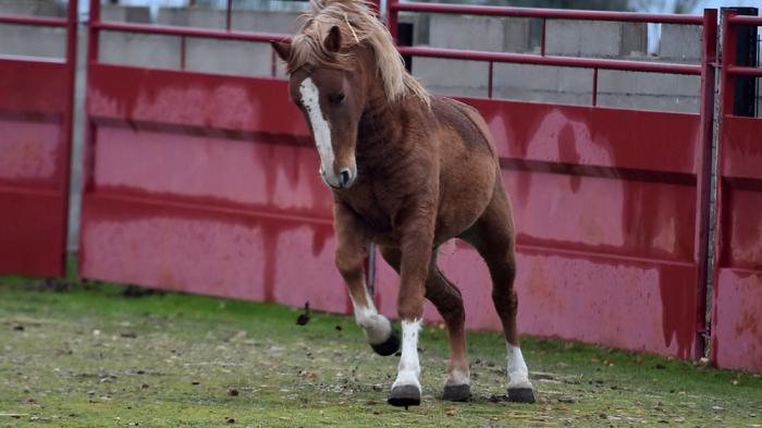 Ein braunes Pferd mit weißer Blesse galoppiert auf einer Wiese vor einem roten Zaun. 