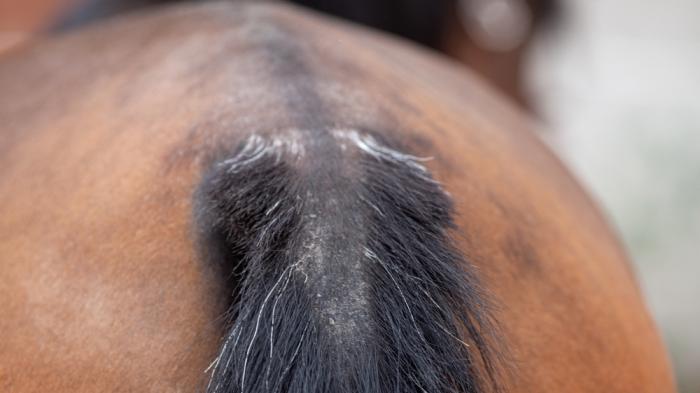 Nahaufnahme des Schweifes eines braunen Pferdes mit schwarzem Schweif. Die Haare an der Schweifrübe sind abgescheuert