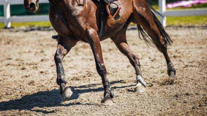 Ein braunes Pferd auf einem Reitplatz trabt auf sandigem Boden, ausgestattet mit Schutzbandagen an den Beinen.