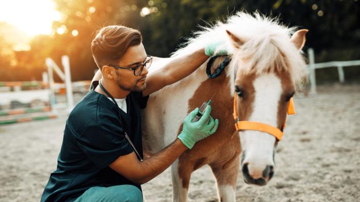 Ein Tierarzt impft ein kleines braun-weiß geschecktes Pferd im Freien bei Sonnenuntergang. Er trägt Handschuhe und ein Stethoskop, das Pferd hat ein orangefarbenes Halfter.