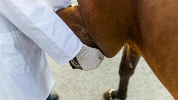 Ein Tierarzt in weißem Kittel hebt das Bein eines braunen Pferdes an, während er weiße Handschuhe trägt.