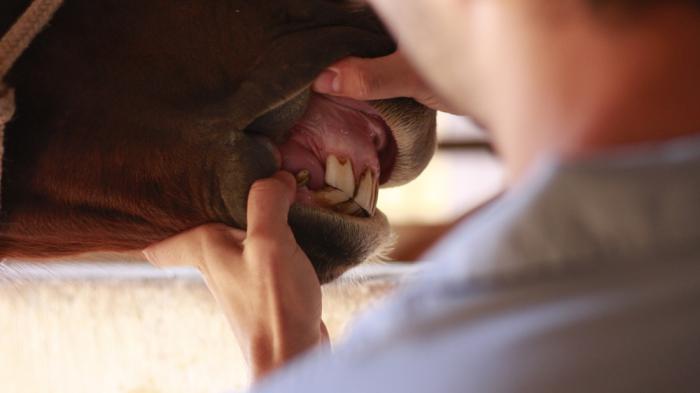 Ein Tierarzt untersucht das Gebiss eines Pferdes und hebt die Oberlippe an, um die Zähne und das Zahnfleisch zu inspizieren.