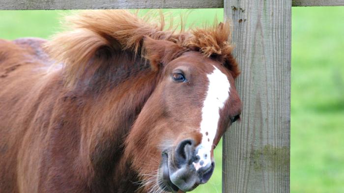 Ein braunes Pony mit weißer Blesse reibt seinen Kopf  an einem Holzzaun, während seine Mähne im Wind weht.