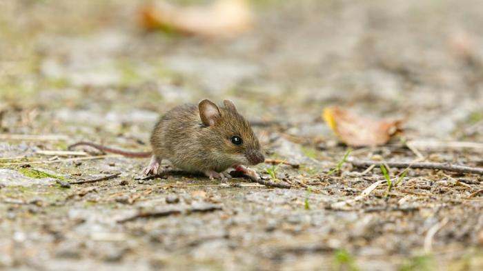 Maus in der Natur