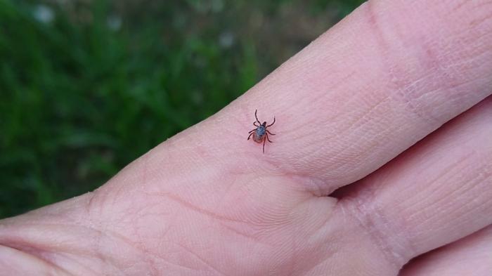 Anaplasmose 